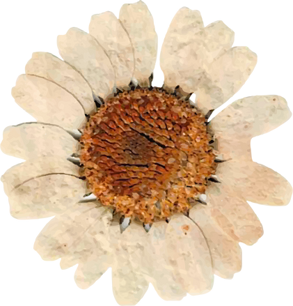Dried Flower